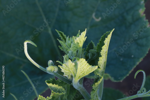 The gourd, vegetables for cooking in Thailand.