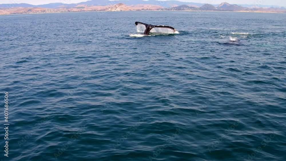 A Pod of Whales in Ocean Water A Pod of Whales in Ocean Water