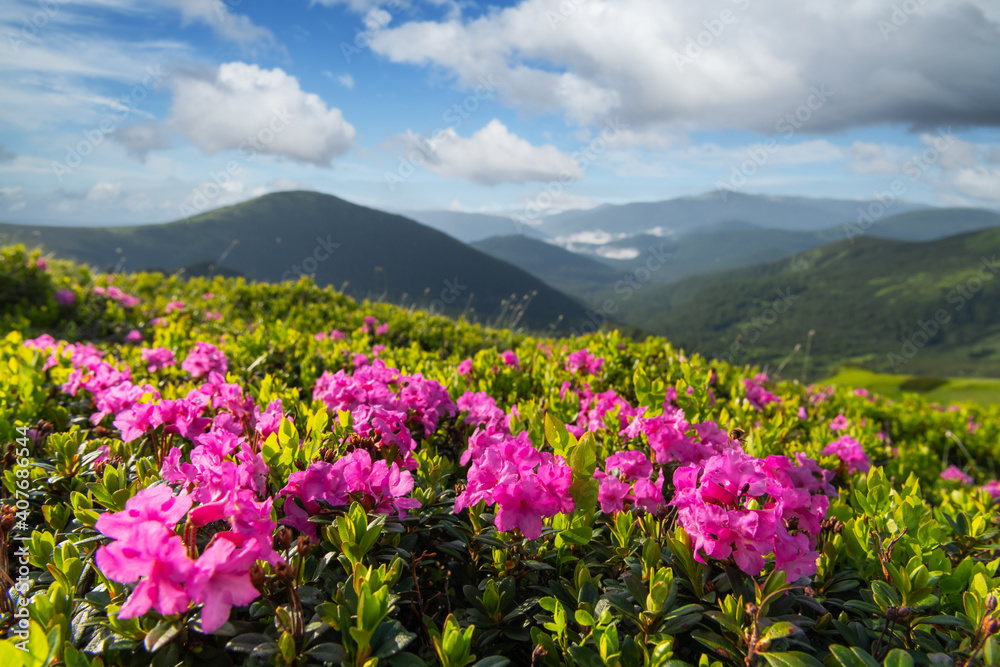 Rhododendron flowers covered mountains meadow in summer time. Beauty sunrise light glowing on a foreground. Landscape photography