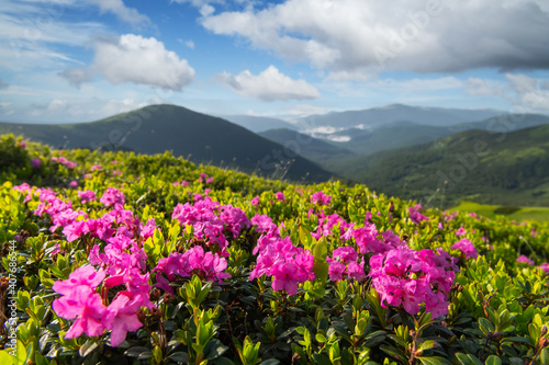 Rhododendron flowers covered mountains meadow in summer time. Beauty sunrise light glowing on a foreground. Landscape photography