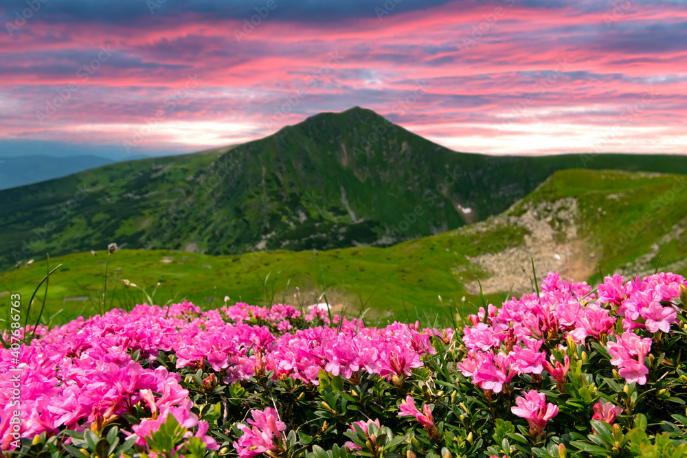 Rhododendron flowers covered mountains meadow in summer time. Purple sunrise light glowing on a foreground. Landscape photography