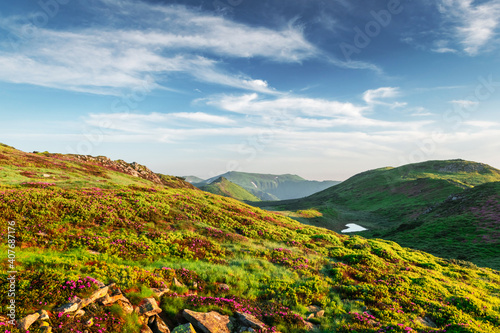 Small heart-shaped mountain lake on green slopes covered with pink blooming rhododendron flowers. Fluffy cloud in the blue sky. Summer mountains landscape photo