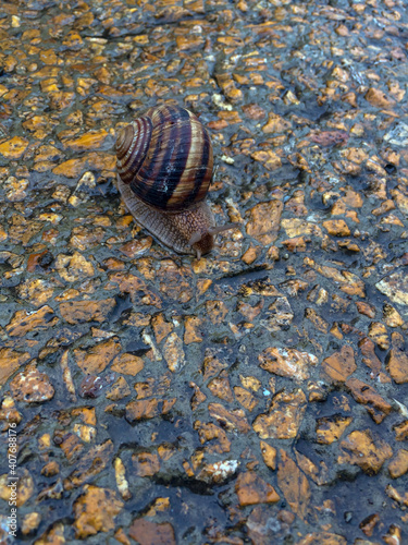 Close-up snail with puddle on colored stones. Selective focus.