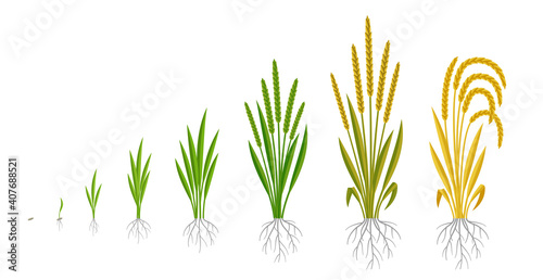 Rice plant growth stages. Cereal grain. Ripening period steps. Development cycle. Harvest animation progression. Fertilization phase. Vector infographic set.
