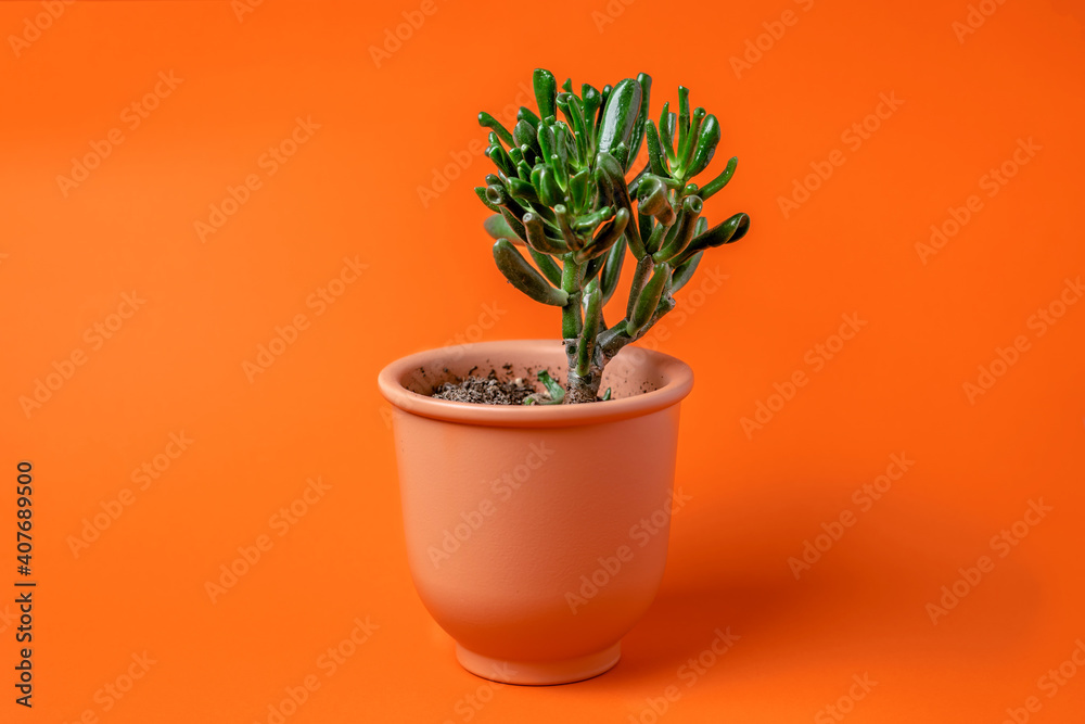 Succulent in a ceramic pot on an orange background, minimalism Succulent in a ceramic pot on an orange background, minimalism
