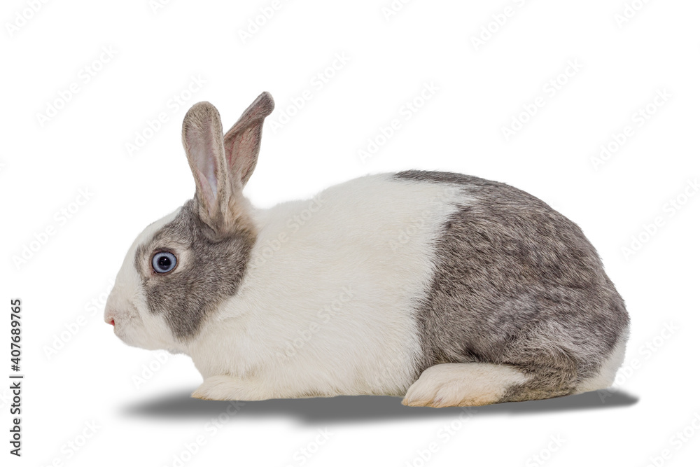 creamy-white rabbit isolated on white background.