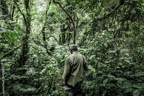 Guide in old growth forest in Nord Kivu, DRC