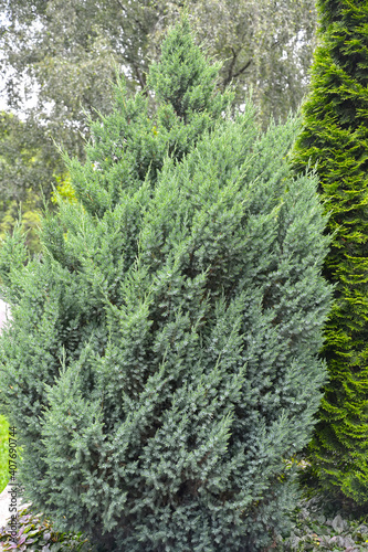 Juniper scaly, grade "Loderii" (Juniperus squamata Lamb.). General view of the plant