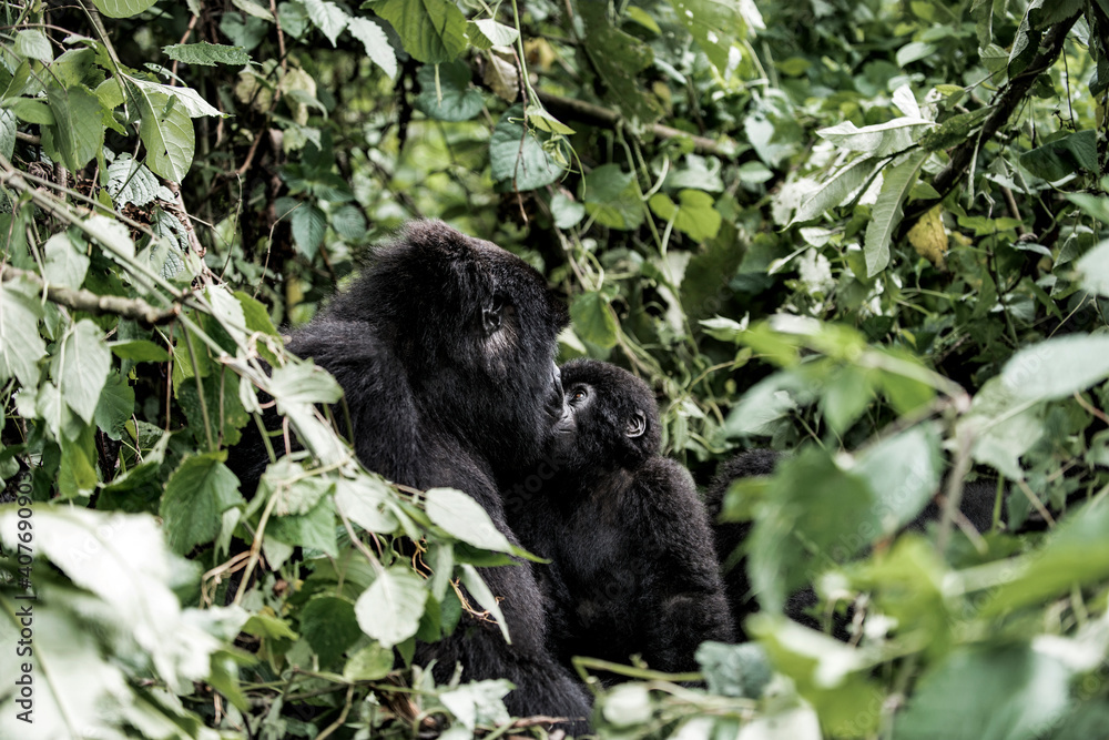 Mother mountain gorilla and her baby in virunga national park, D Mother mountain gorilla and her baby in virunga national park, D