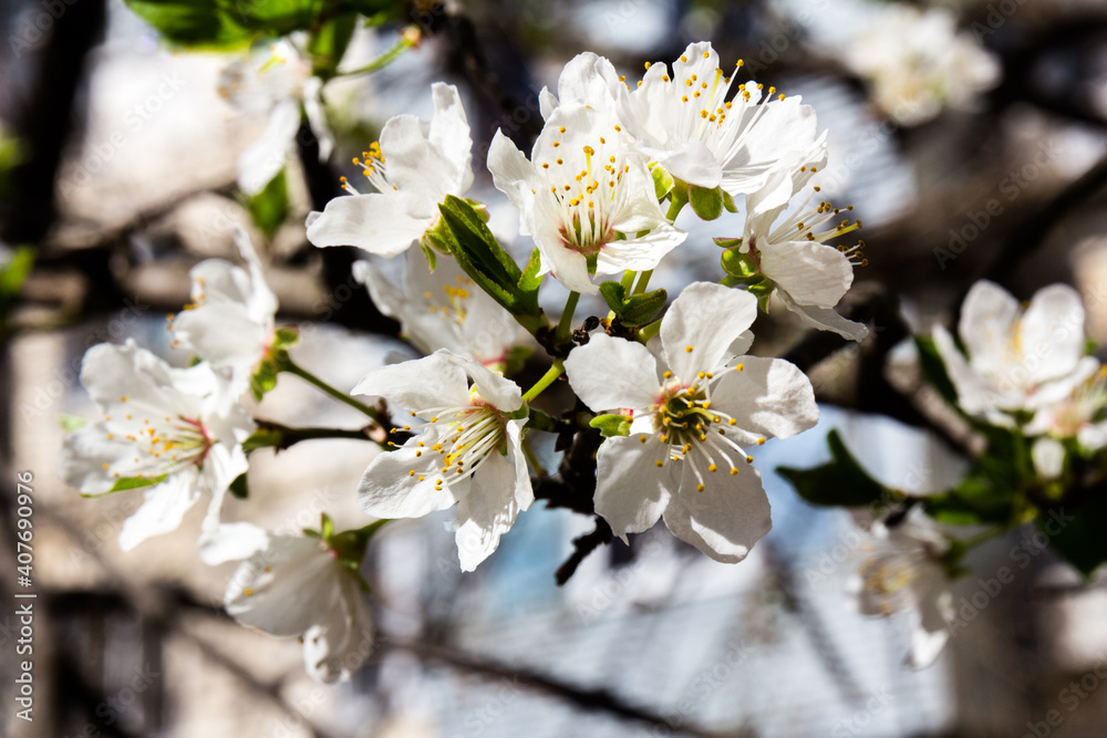 The plum blossom is the flower representing the early spring