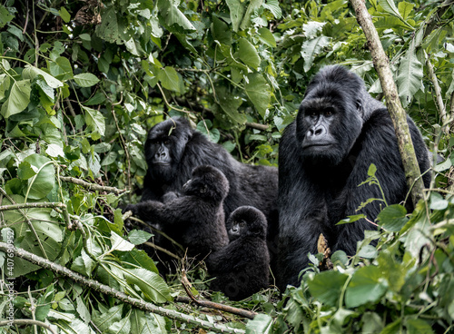 Family of moutanis gorillas, baby, mother and father, in virunga photo