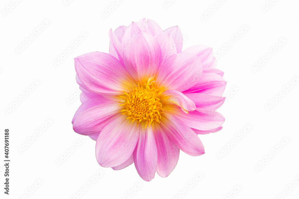 Pink flower isolate on a white background.