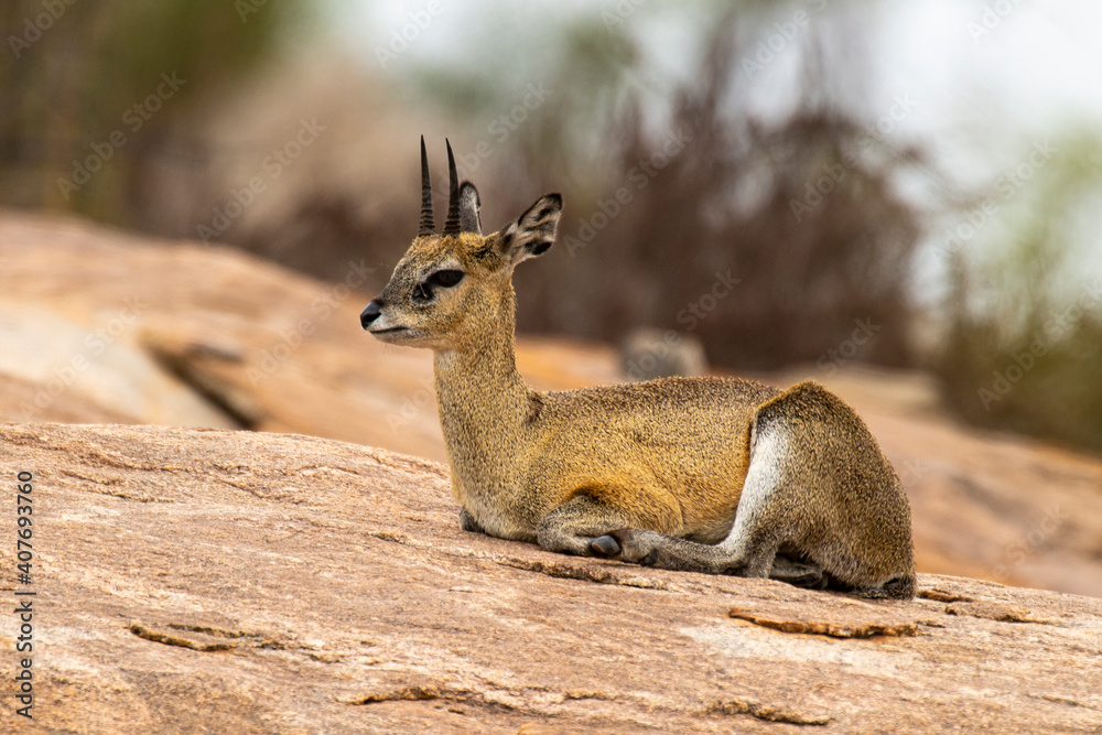 Fototapeta premium Oréotrague, klipspringer, Oreotragus oreotragus