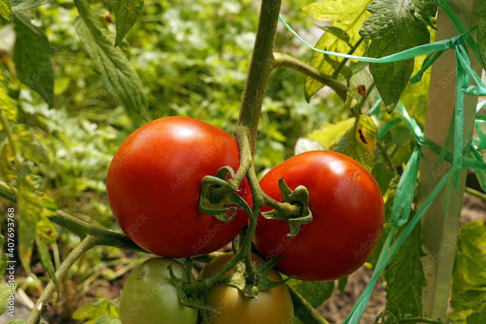 Organic tomatoes. Growing vegetables in the home garden.
