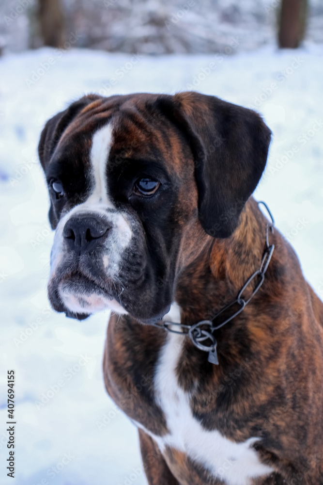 Boxer dog in snow