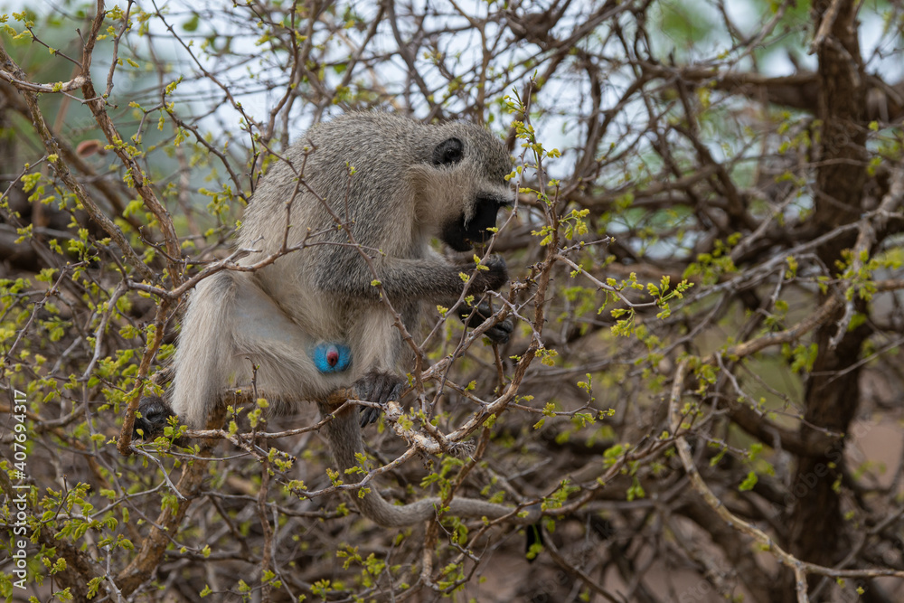 Obraz premium Vervet, singe, Chlorocebus pygerythrus