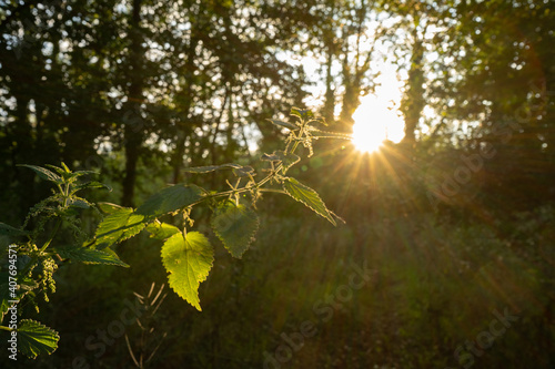 Fotografi Back lit stinging nettles