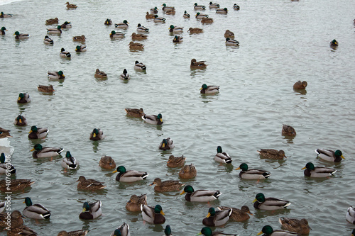 Many wild ducks swim in the lake. A flock of ducks in the water
