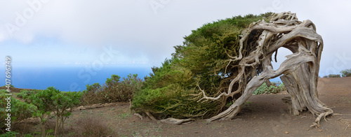 El Hierro, Kanarische Inseln - der berühmte Sabina Wacholderbaum, Natursymbol und Wahrzeichen der Insel photo