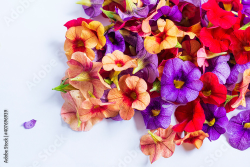 fiori colorati photo