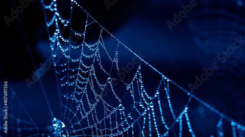spider web with dew drops