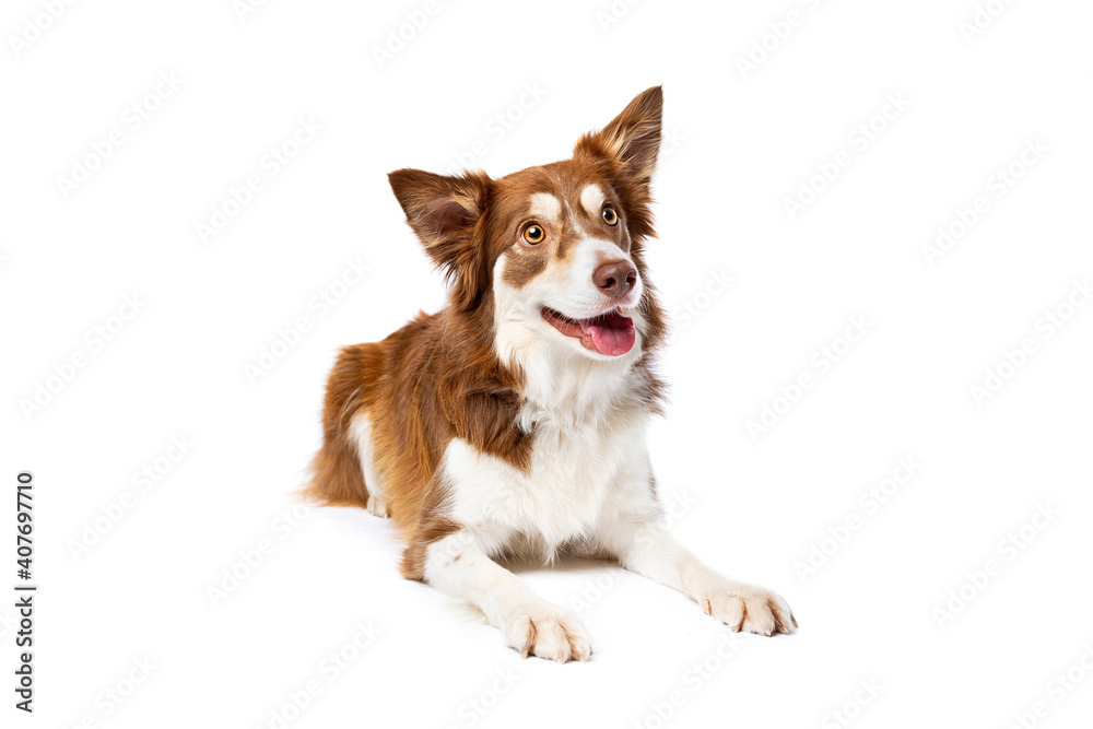 border collie dog border collie dog