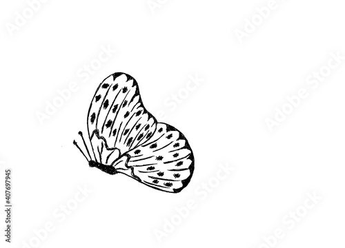 Butterfly sketch, simple black rough illustration