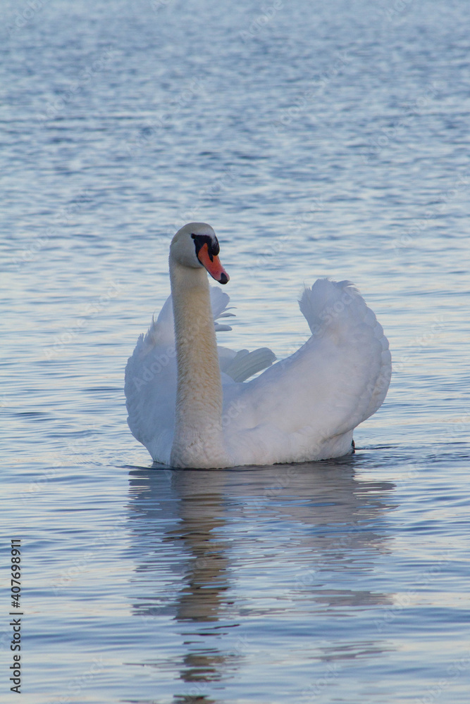 Handsome Mute swan (Cygnus olor) floating on the freshwater lake and proudly his beautiful feather , beautiful elegant bird.Wildlife Italy. Handsome Mute swan (Cygnus olor) floating on the freshwater lake and proudly his beautiful feather , beautiful elegant bird.Wildlife Italy.