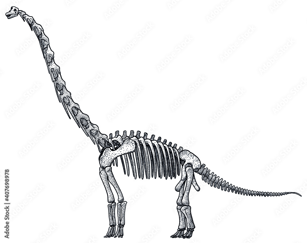 Brachiosaurus skeleton, illustration, drawing, engraving, ink, line art