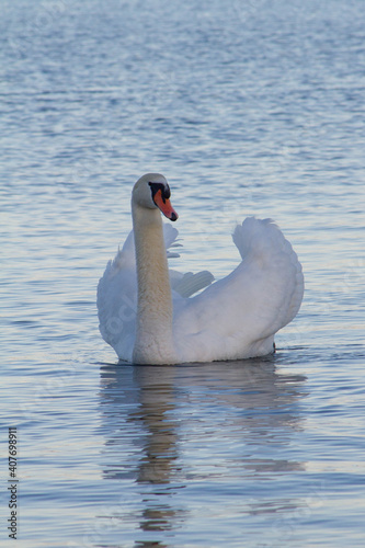 Handsome Mute swan  Cygnus olor  floating on the freshwater lake and proudly his beautiful feather   beautiful elegant bird.Wildlife Italy.