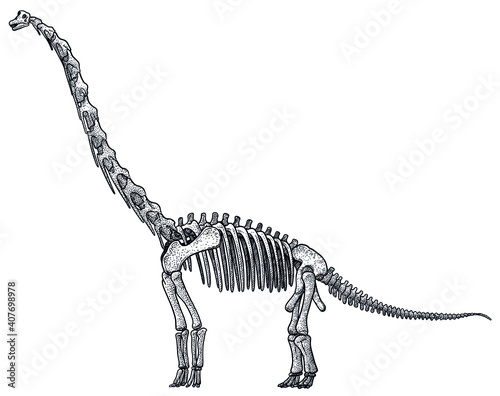 Brachiosaurus skeleton, illustration, drawing, engraving, ink, line art, vector