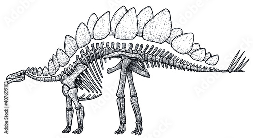 Stegosaurus skeleton  illustration  drawing  engraving  ink  line art  vector