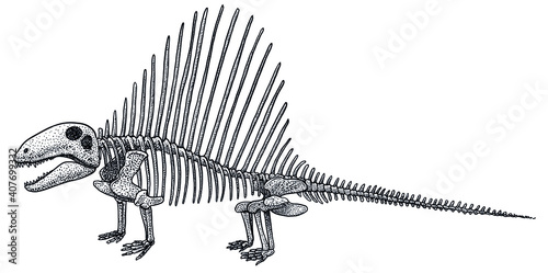 Dimetrodon skeleton, illustration, drawing, engraving, ink, line art, vector