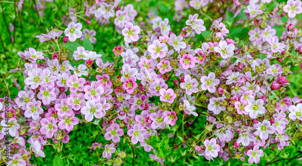 saxifrage as a desktop wallpaper saxifrage as a desktop wallpaper