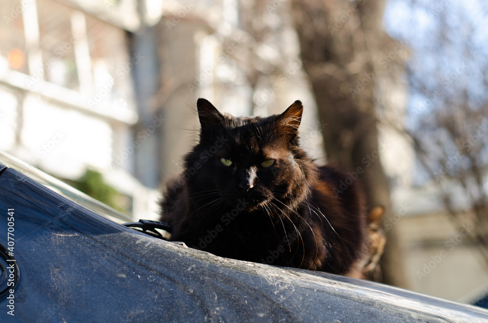 A black cat sits on the hood of cars and bask in the sun. Street yard cat. Abandoned pet.