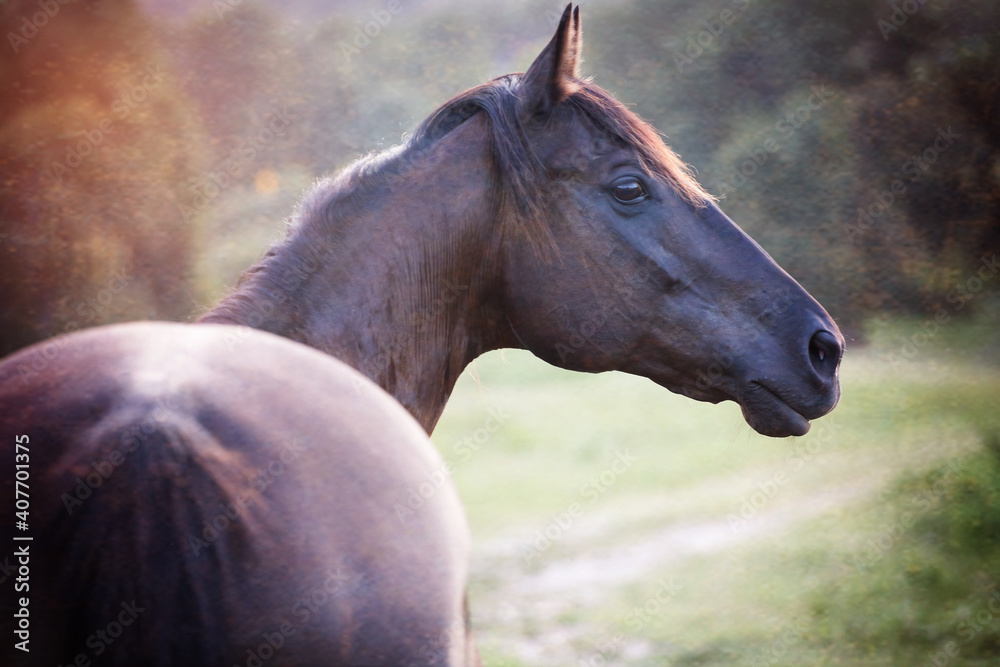 Fototapeta premium horse