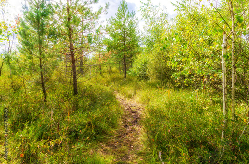 swamp path pines sun