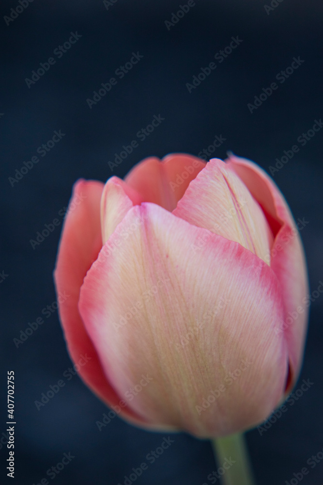 Fototapeta premium Tulip 3