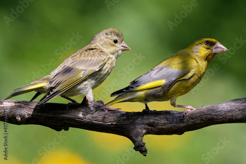 Junger Grünfink wird gefüttert © JuergenL