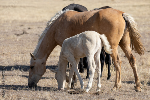 Wild Horse Mare and Her Foal in Utah