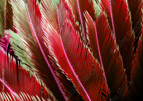 Red leaves of a tropical tree. Texture