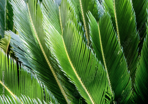 Large palm leaves. Green background with foliage.