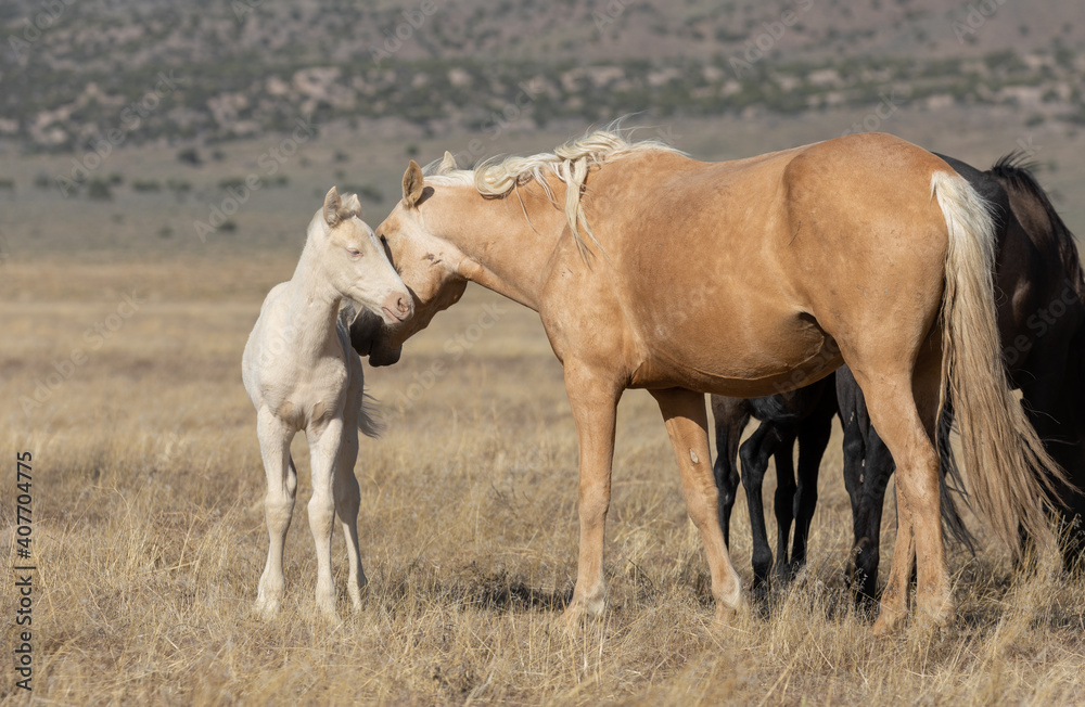 Wild Horse Mare and Her Foal in Utah Wild Horse Mare and Her Foal in Utah