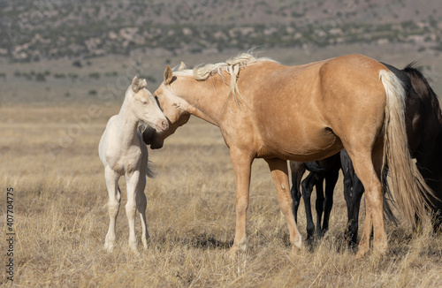 Wild Horse Mare and Her Foal in Utah