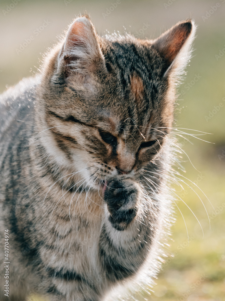Obraz premium Cute young kitten outdoor