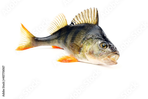 Perch isolated on white background. Fish with open mouth and protruding fins