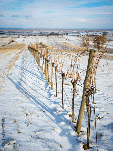 Vineyard with snow in winter in burgenland Austria