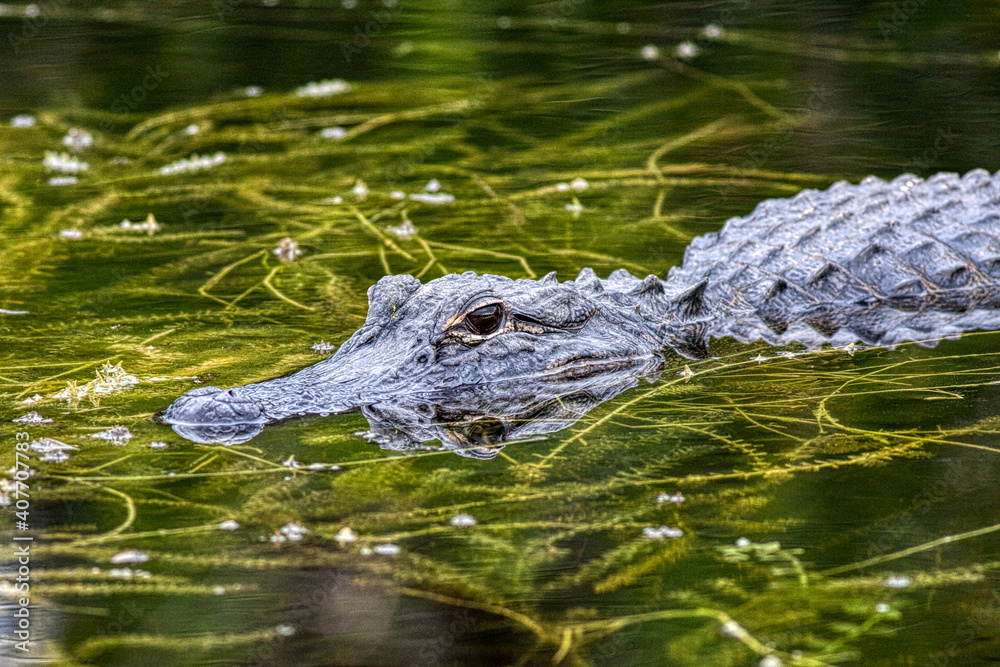 american alligator in Everglades National Park american alligator in Everglades National Park