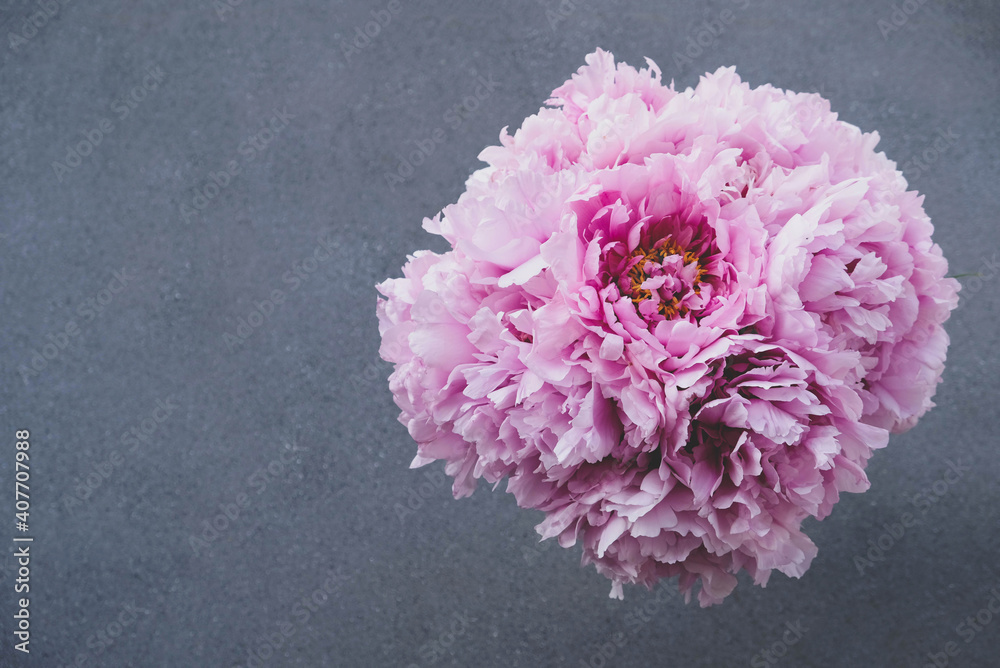 Beautiful fresh pink peony flowers in full bloom on gray background, close up. Bunch of blooming peonies. Copy space. Beautiful fresh pink peony flowers in full bloom on gray background, close up. Bunch of blooming peonies. Copy space.