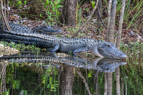american alligator in Everglades National Park